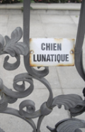 Chien Lunatique
