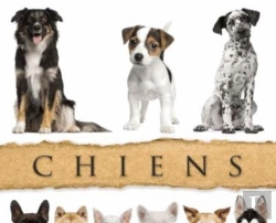 Bertrand.pt - Chiens