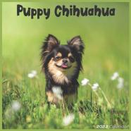 Chihuahua Puppy 2022 Calendar