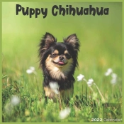 Chihuahua Puppy 2022 Calendar