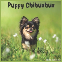 Bertrand.pt - Chihuahua Puppy 2022 Calendar