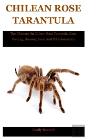 Chilean Rose Tarantula