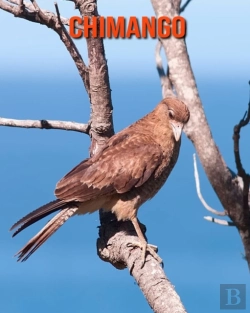 Bertrand.pt - Chimango