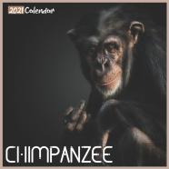 Chimpanzee 2021 Calendar