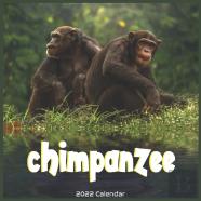 Chimpanzee 2022 Calendar