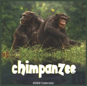Chimpanzee 2022 Calendar