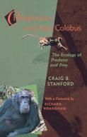 Chimpanzee And Red Colobus