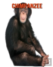 Chimpanzee