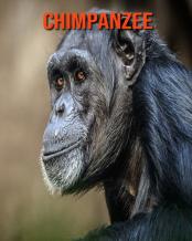 Chimpanzee