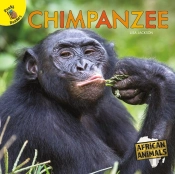Chimpanzee