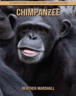 Bertrand.pt - Chimpanzee