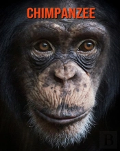 Chimpanzee
