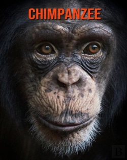 Bertrand.pt - Chimpanzee