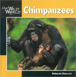 Bertrand.pt - Chimpanzees