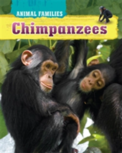 Bertrand.pt - Chimpanzees