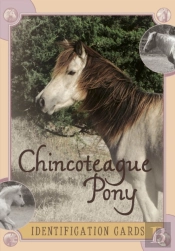 Chincoteague Pony Identification Cards