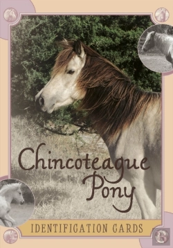 Bertrand.pt - Chincoteague Pony Identification Cards
