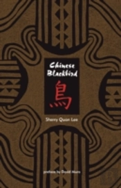 Chinese Blackbird