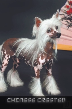 Bertrand.pt - Chinese Crested