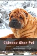 Chinese Shar Pei