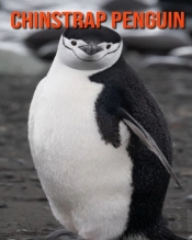 Chinstrap Penguin