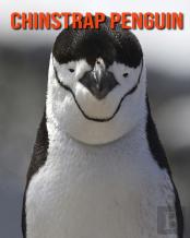 Chinstrap Penguin