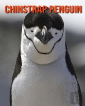 Chinstrap Penguin