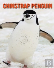 Chinstrap Penguin