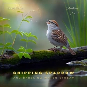 Chipping Sparrow And Babbling Water Stream