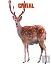 Chital