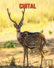 Chital
