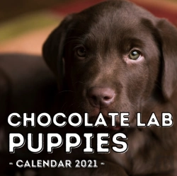 Bertrand.pt - Chocolate Lab Puppies Calendar 2021