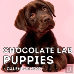 Bertrand.pt - Chocolate Lab Puppies Calendar 2021