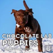 Chocolate Lab Puppies Calendar 2021