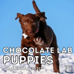 Bertrand.pt - Chocolate Lab Puppies Calendar 2021