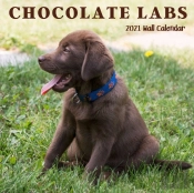 Chocolate Labs 2021 Wall Calendar