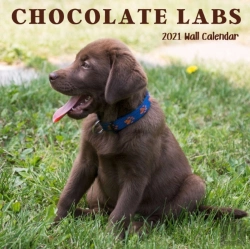 Bertrand.pt - Chocolate Labs 2021 Wall Calendar