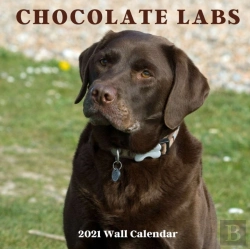 Bertrand.pt - Chocolate Labs 2021 Wall Calendar