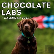 Chocolate Labs Calendar 2021