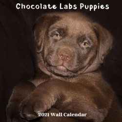 Bertrand.pt - Chocolate Labs Puppies 2021 Wall Calendar