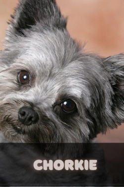 Bertrand.pt - Chorkie