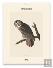 Chouette Cendrée
