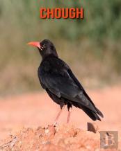 Chough