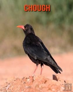 Bertrand.pt - Chough