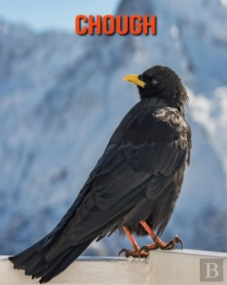 Bertrand.pt - Chough