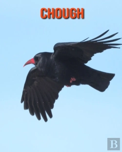 Bertrand.pt - Chough