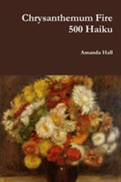 Chrysanthemum Fire