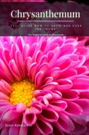 Chrysanthemum