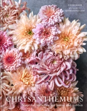Chrysanthemums