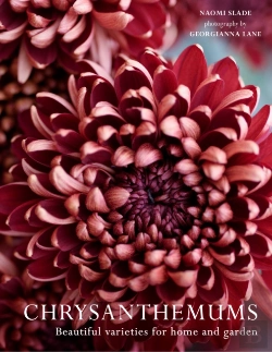 Bertrand.pt - Chrysanthemums
